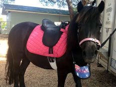 Pony Rental